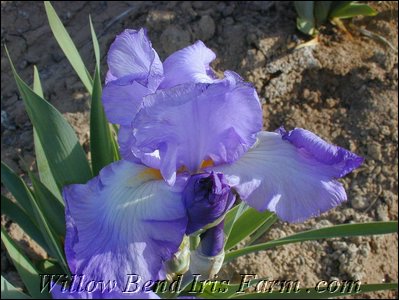 Violet Harmony